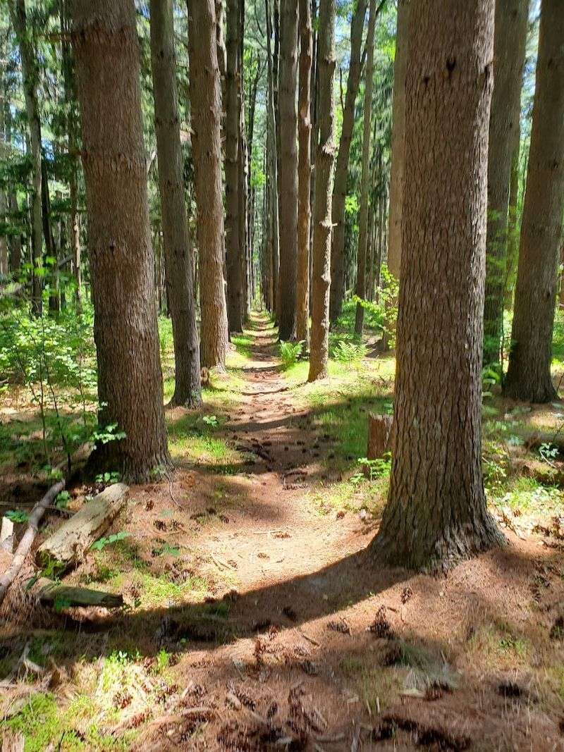 Hardwood Forests And Pine Tree Canopy