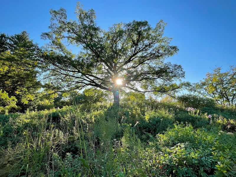600 Plant Species Across Three Distinct Habitats