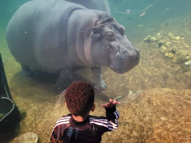 Hippo Haven: The Star Attraction You Will Not Find Anywhere Else