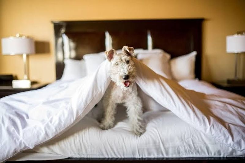 Meet Penny Loafer, Virginia's Only Full-Time Canine Concierge