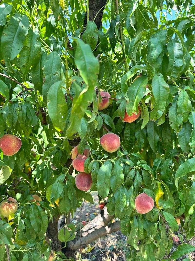 Fresh Peaches That Are Honestly Unlike Anything From a Grocery Store