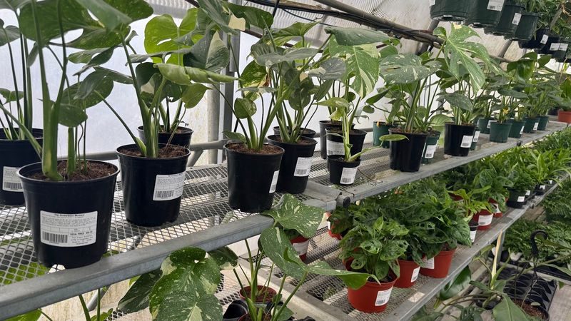 The Tropical Greenhouse and Its 3,000 Square Feet of Wow