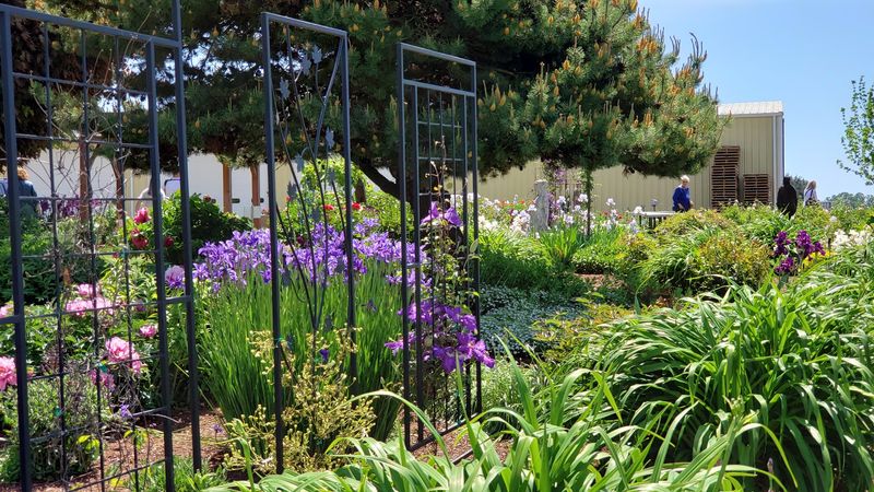 Adelman Peony Gardens, Salem, Oregon