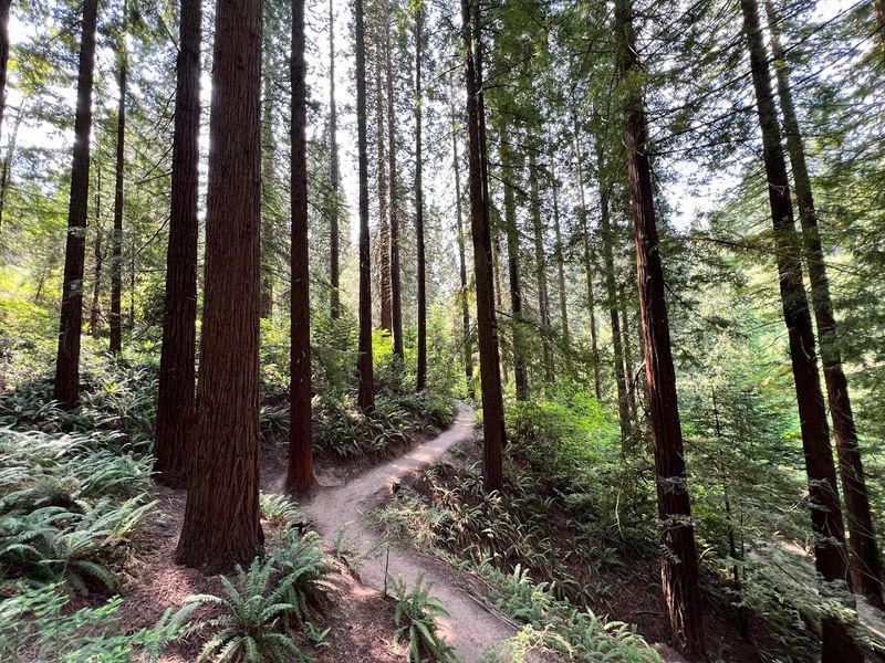 The Magical First Steps Onto the Redwood Trail