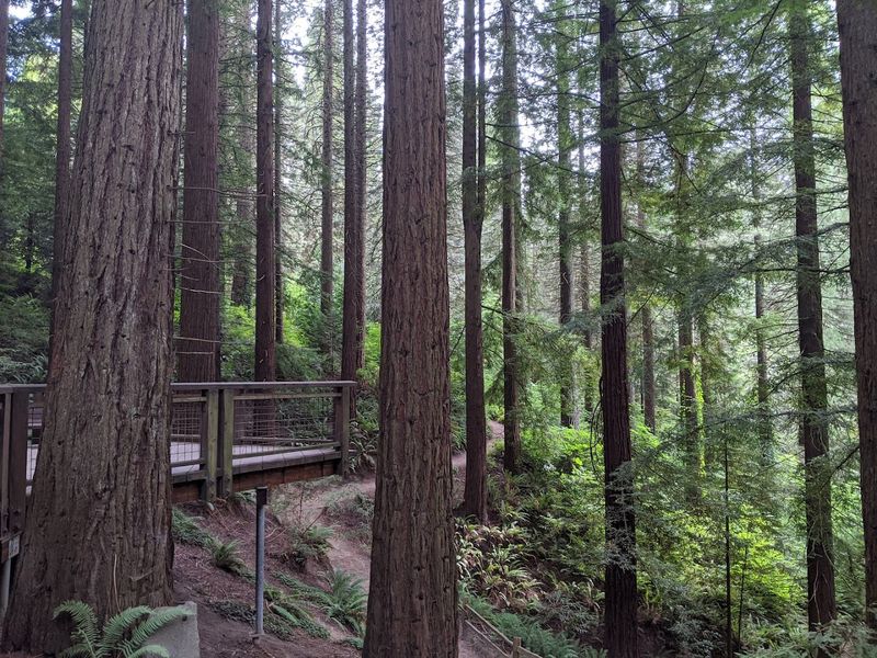 The Magic of the Redwood Trail Atmosphere