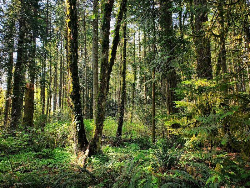 A Forest Hidden Inside the City