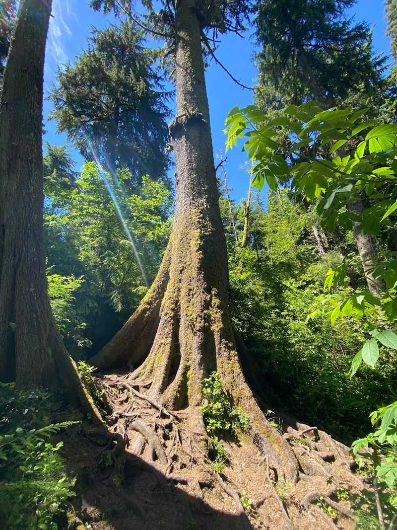 What Is Cathedral Tree Trail and Where Is It