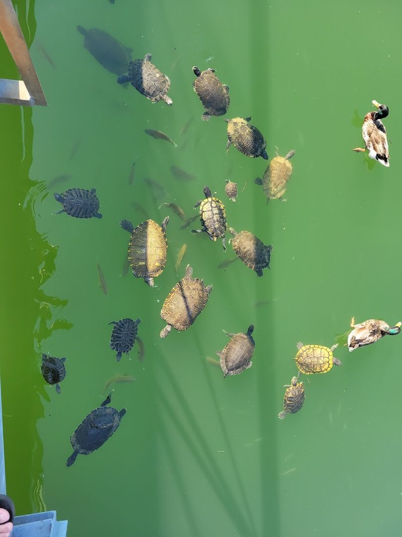Feeding the Ducks, Turtles, and Fish