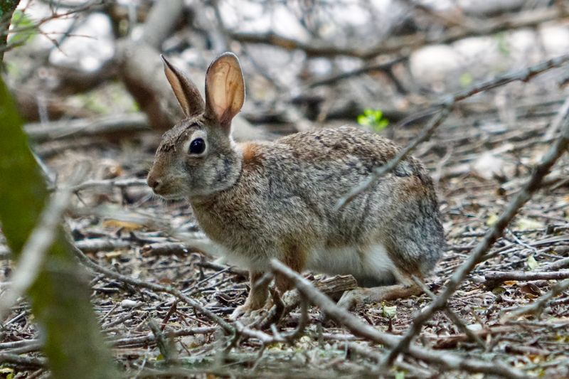 Wildlife Sightings Are a Regular Part of Any Visit