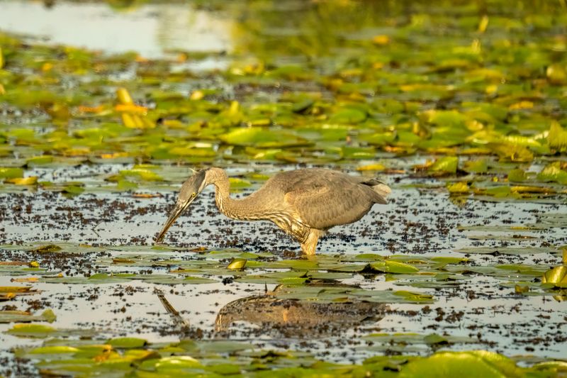 Bird Life That Has Taken Over the Basin