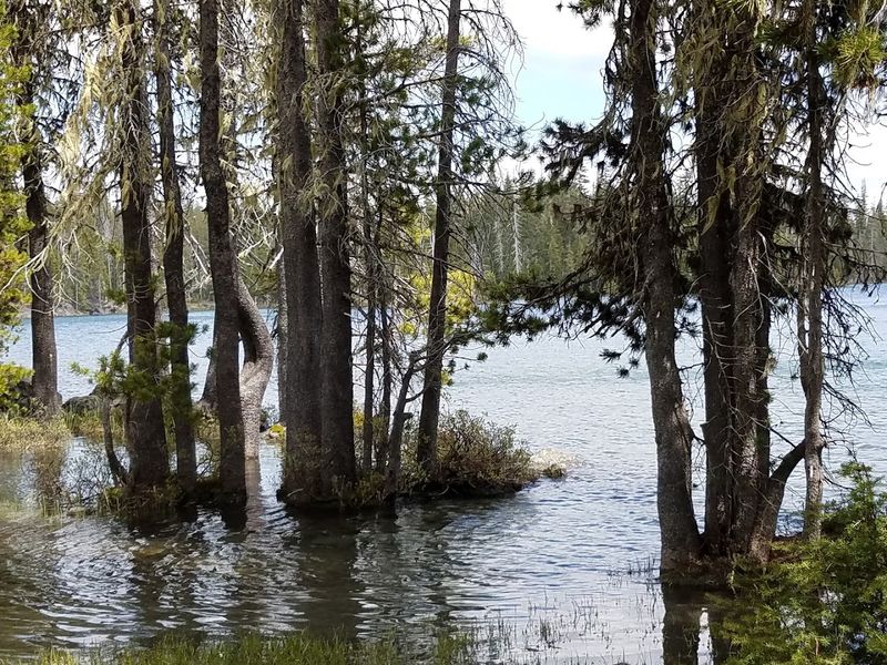 Wildlife and Nature Surrounding the Lake