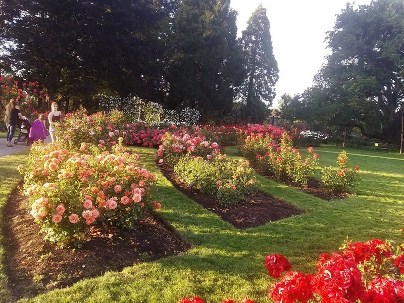 The Scent Experience Walking Through the Garden