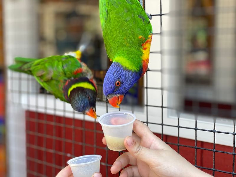 Monkey And Bird Areas Add More To See