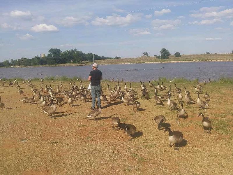 Ducks, Geese, and the Resident Wildlife