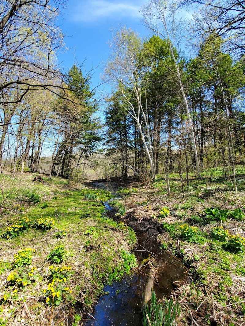 Spring Bloom Season: When the Whole Trail Explodes With Color