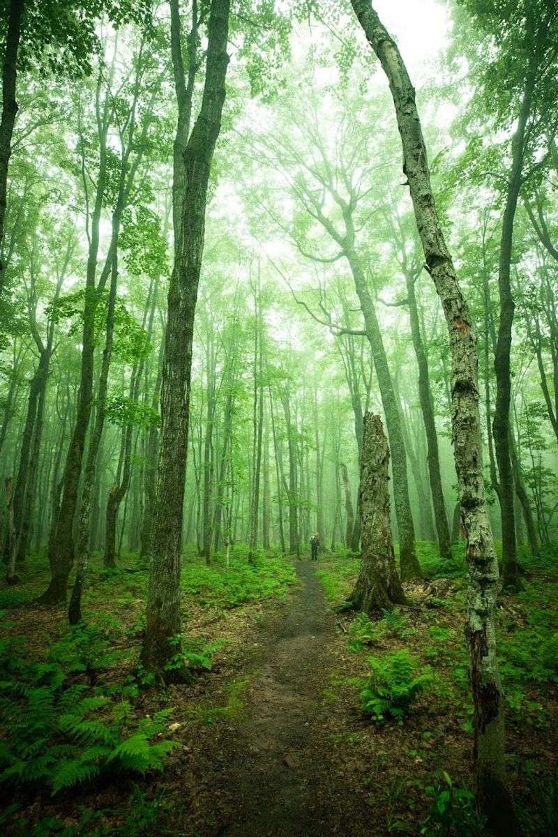 A Canopy Of Old-Growth Timber That Towers Overhead