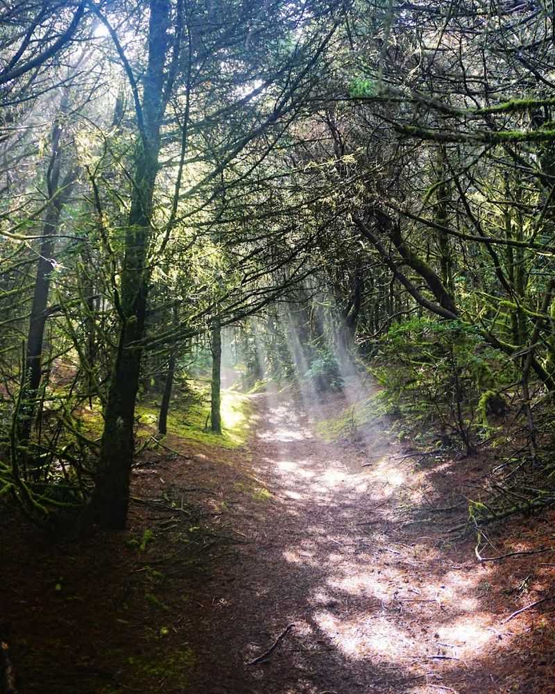Walking Through a Forest That Feels Forgotten