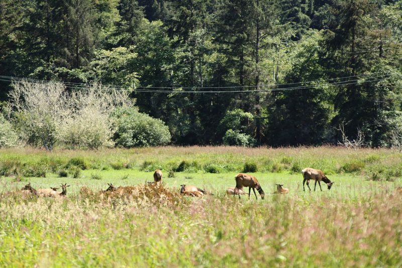 Elk Meadows and the Wildness Right Outside Your Door