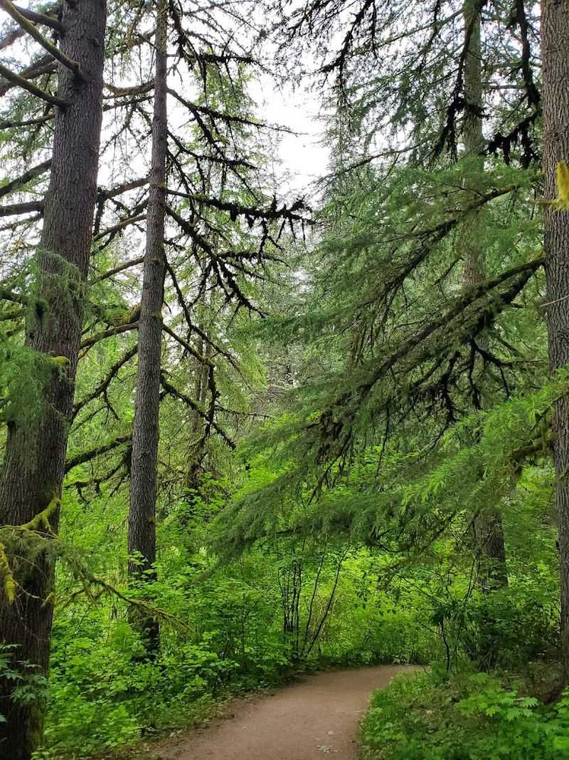 A Forest That Feels Nothing Like a City Park