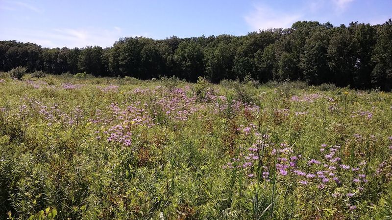 A Restored Tallgrass Prairie That Feels Like Stepping Back in Time