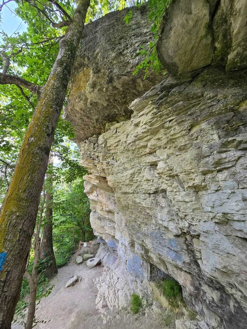 A Reef That Predates the Dinosaurs by Hundreds of Millions of Years