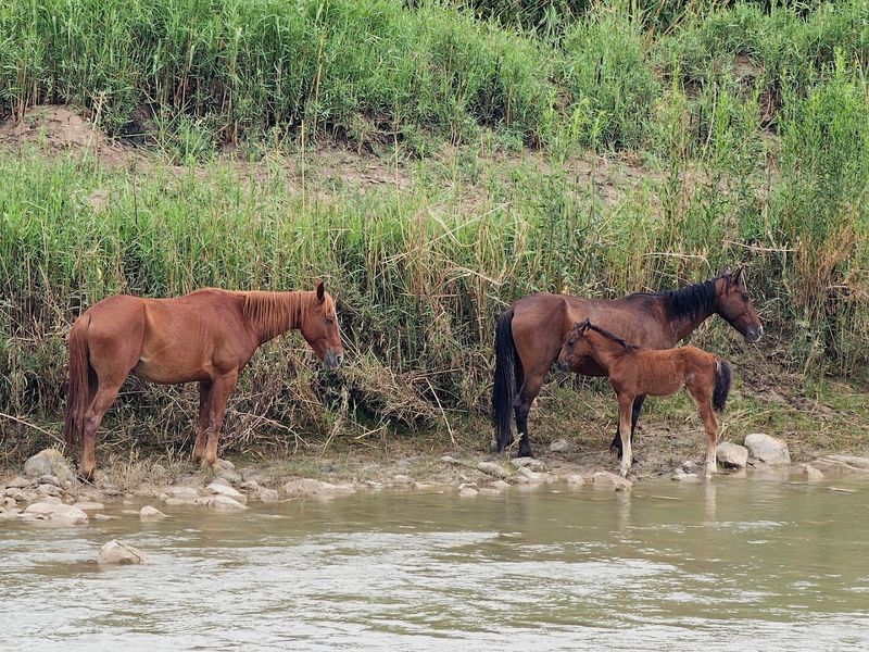 Wildlife You Might Spot Along the Way