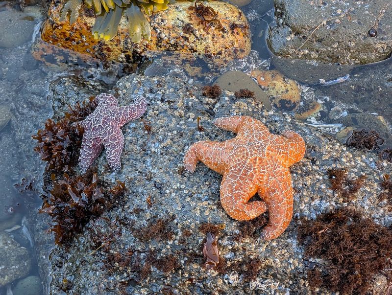Tidal Pools Full of Surprises at Low Tide