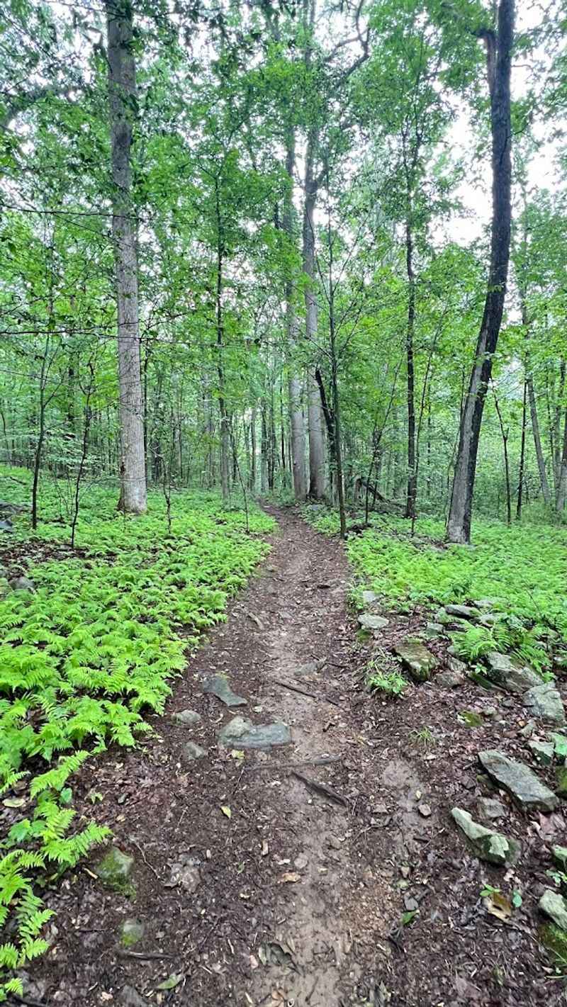 The Upland Woods and Forest Canopy
