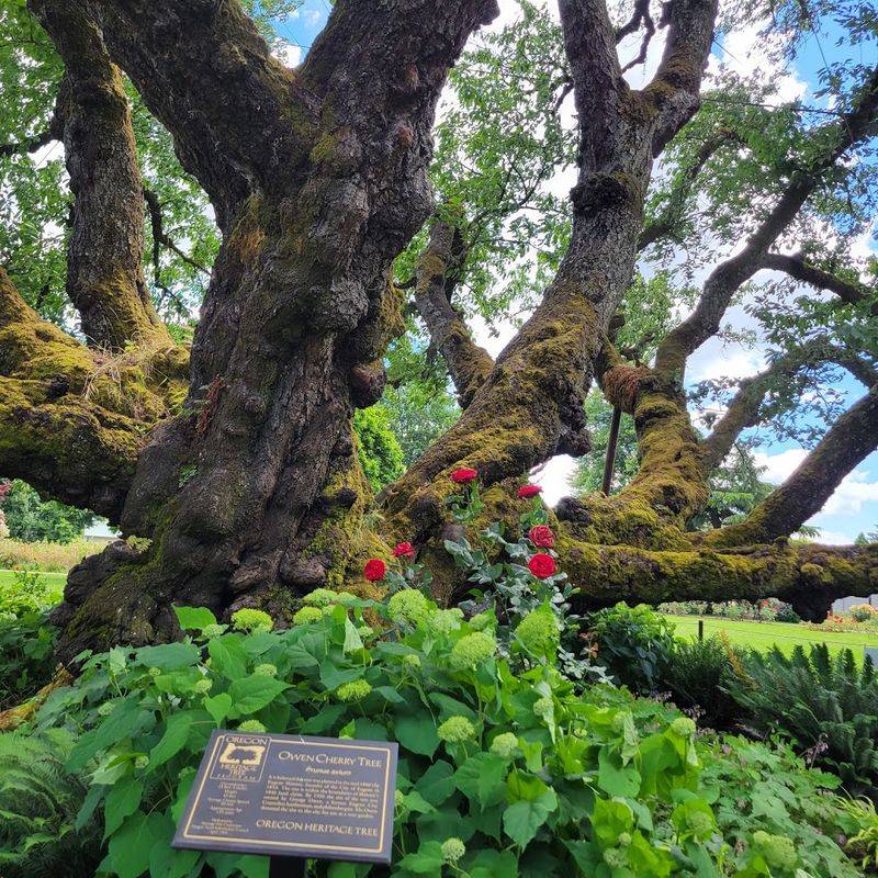 The Owen Heritage Cherry Tree