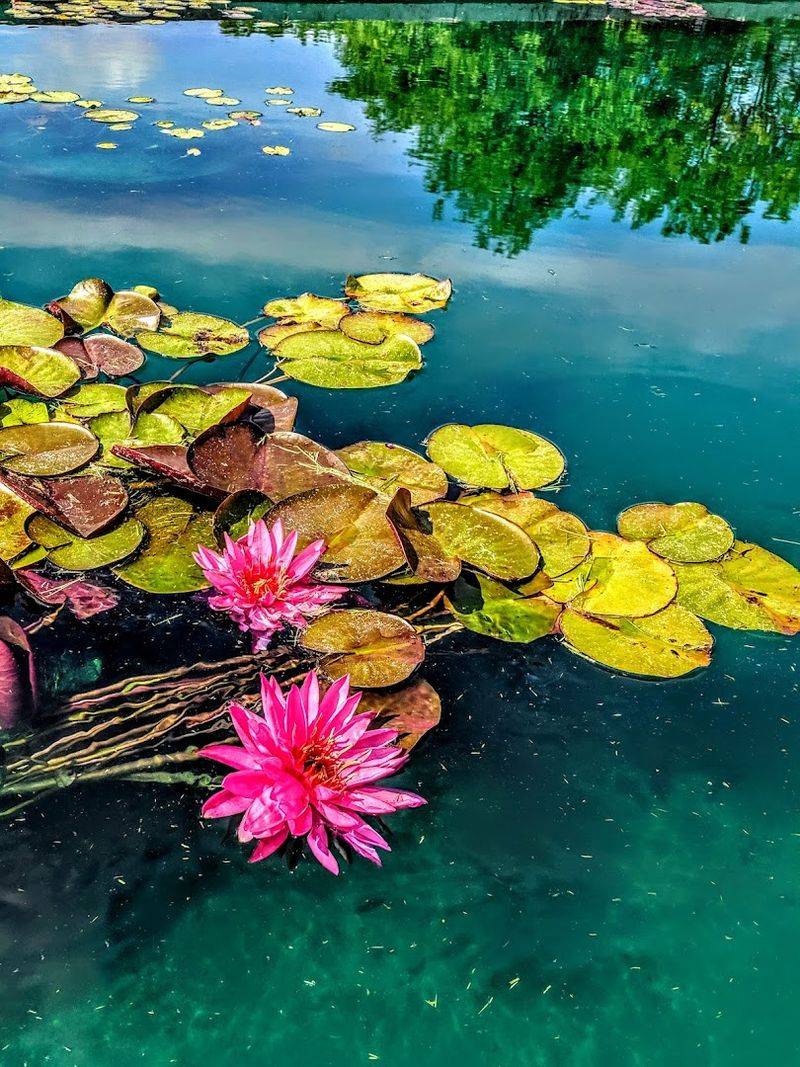 Summer at the Water Lily Festival
