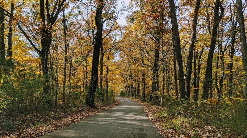 Endless Leafy Tunnels Perfect For A Leisurely Hike