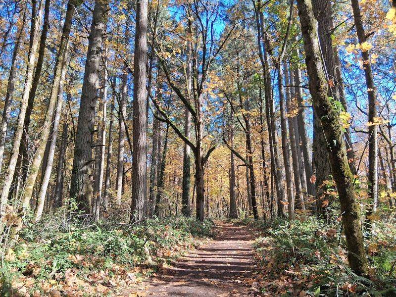 The Sounds That Follow You Through the Trees