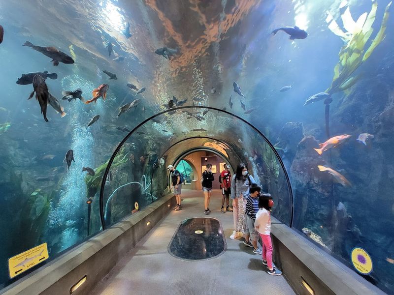 Passages of the Deep Shark Tunnel