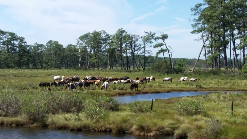 Chincoteague National Wildlife Refuge: Nature's Biggest Draw