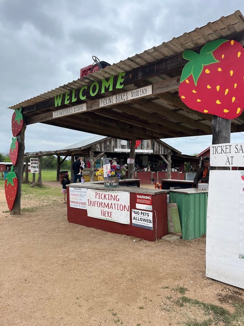 The Magic of Strawberry Season at Sweet Berry Farm