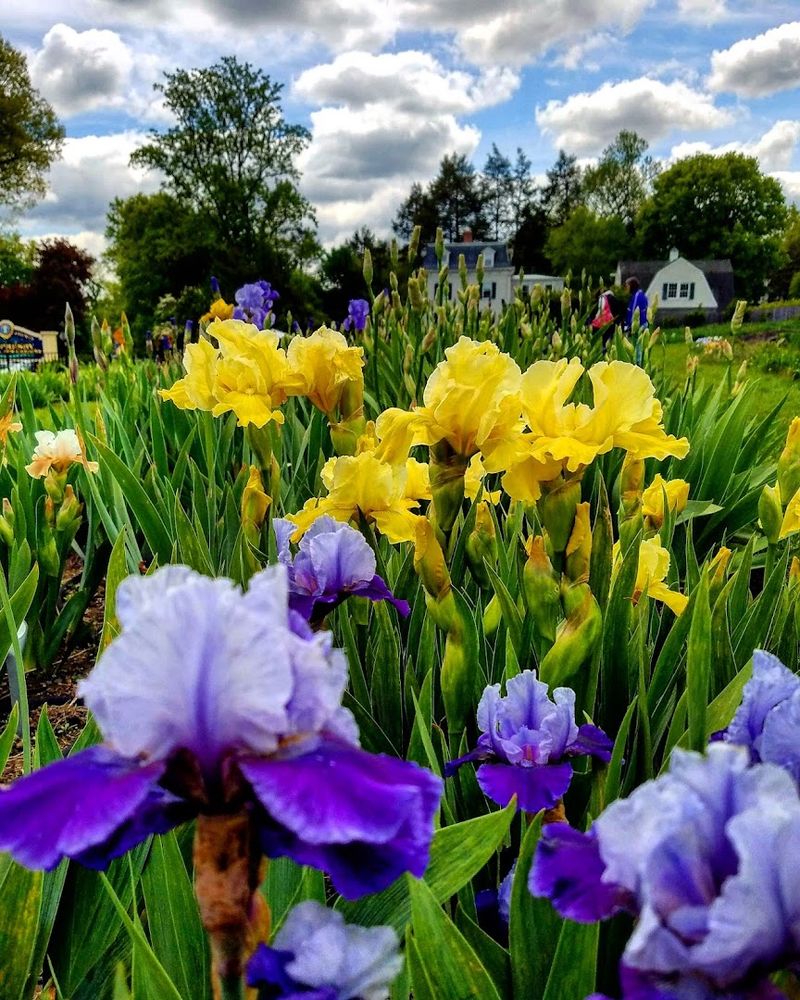 A Garden Born From One Man's Obsession With Irises