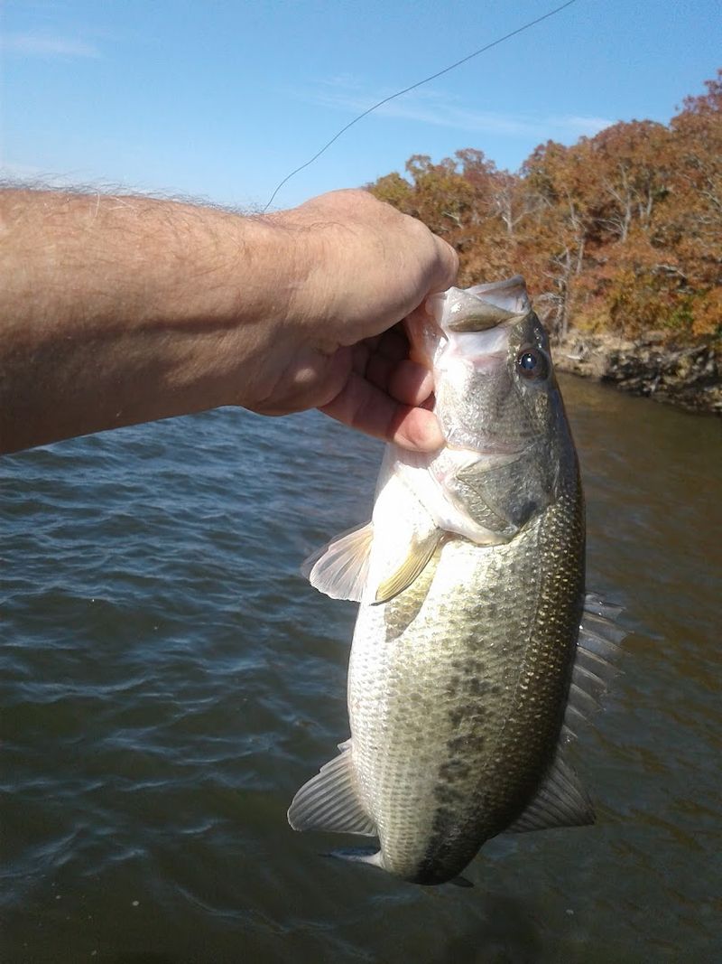 Bass Fishing at Its Finest