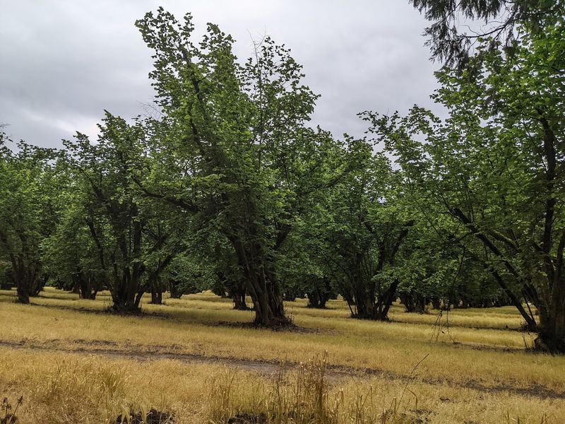 Climbing Aboard the Hayride Wagon