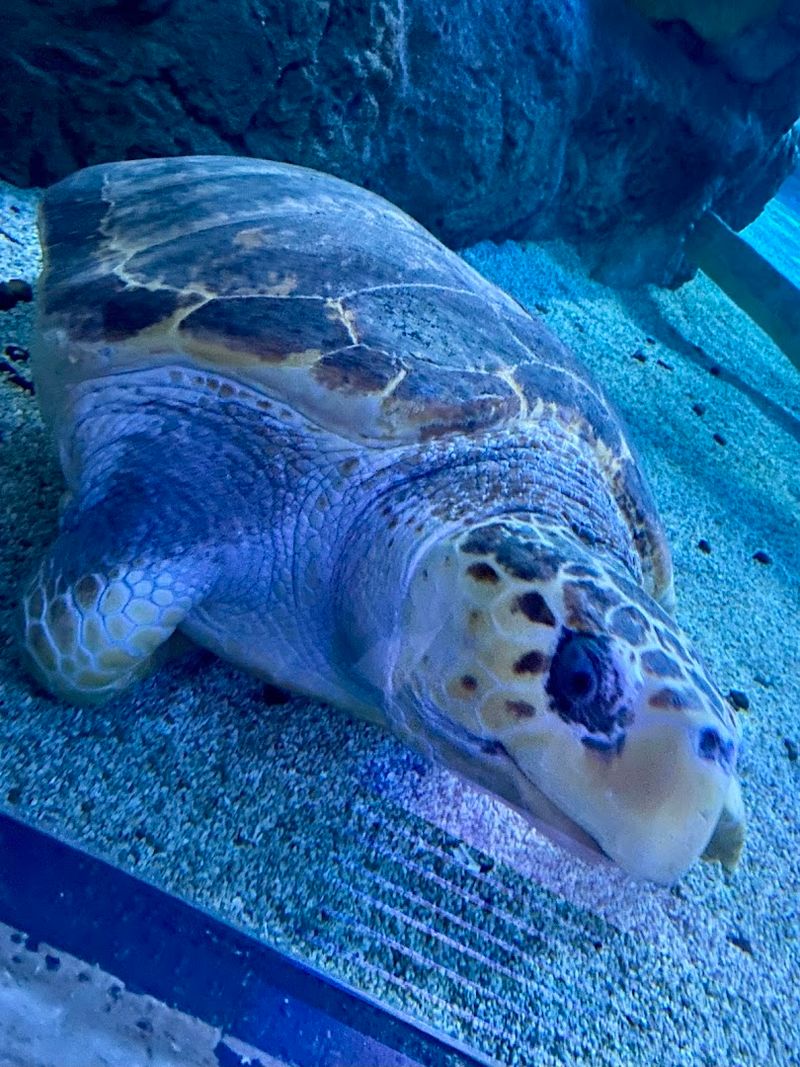 The Giant Sea Turtles