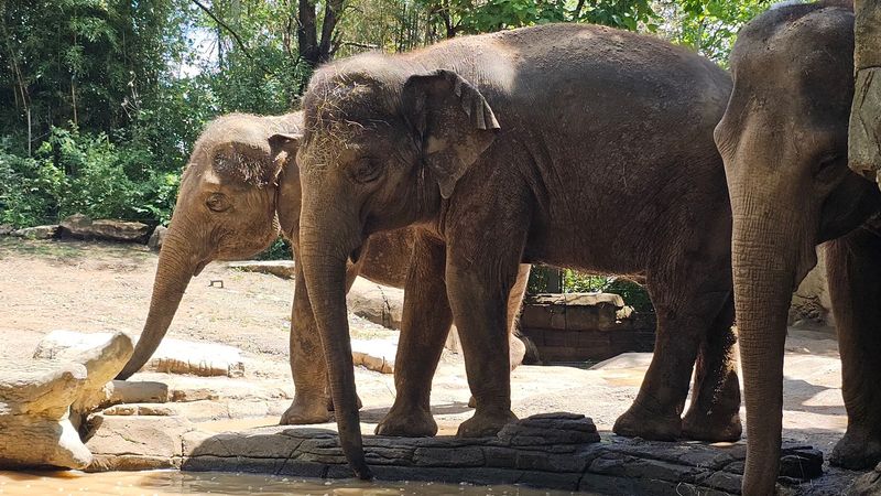 A Free Zoo Rivals Some of the Best in the Country