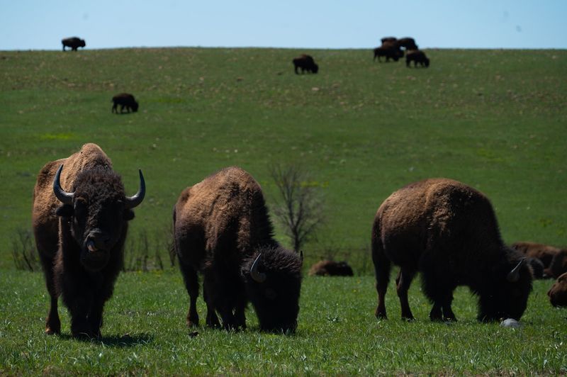 Bison on the Prairie