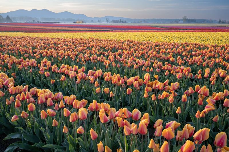 Roozengaarde Display Garden: Where Tulips Become Art
