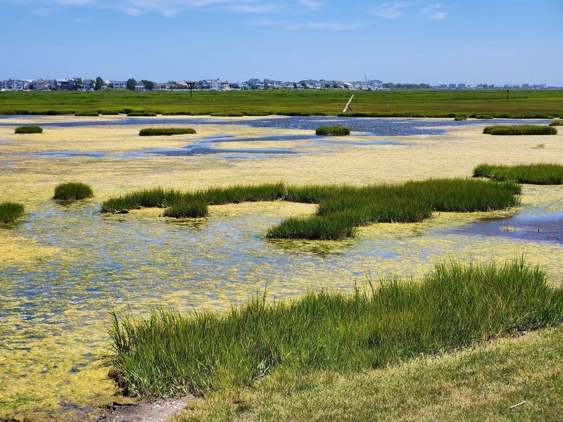 Horseshoe Crab Discovery Zone