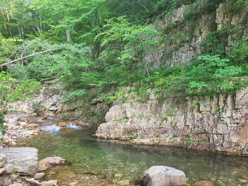 Rare Forest Orchids and Wildflowers Along the Trail