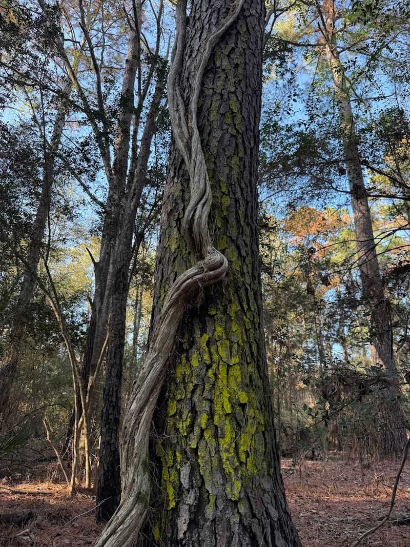 Wildlife Encounters That Stop You in Your Tracks