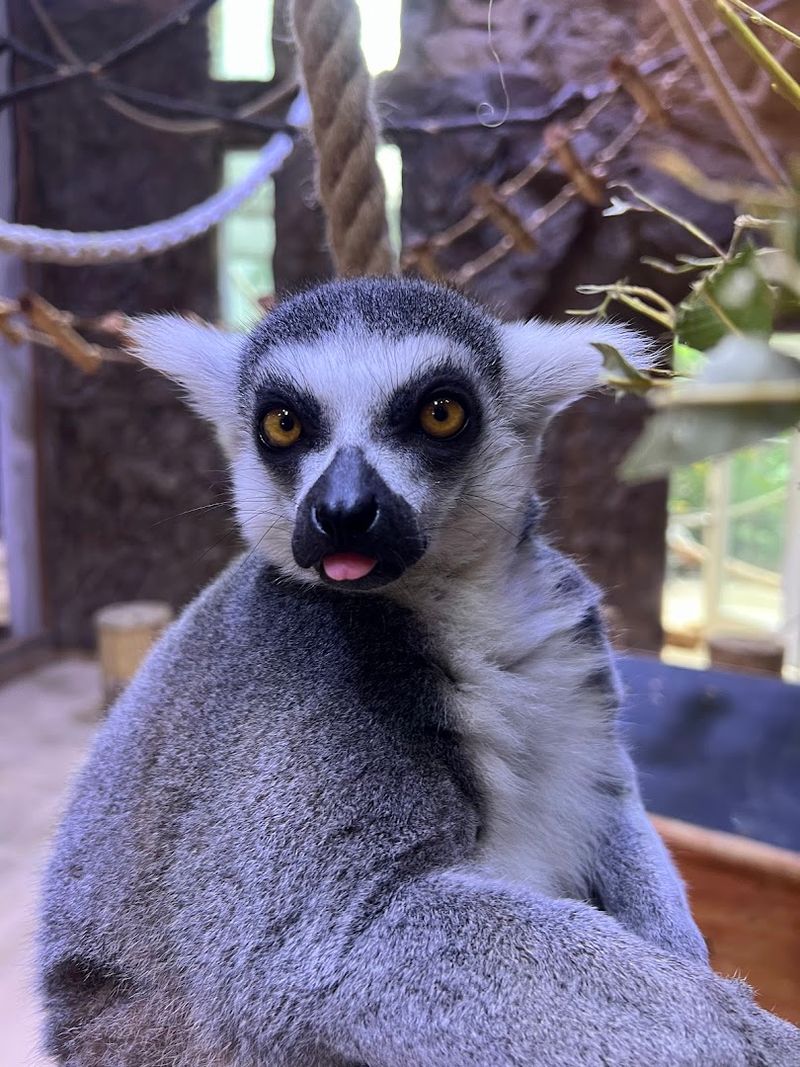 Lemur Encounters That Feel Straight Out of Madagascar