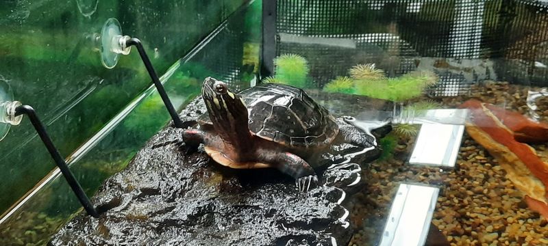 Live Animals That Make Kids Absolutely Light Up