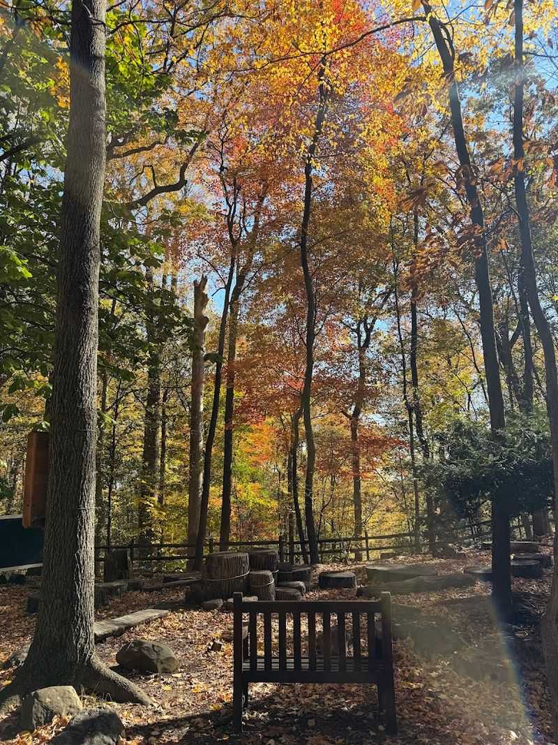 Towering Trees That Have Been Standing for Centuries