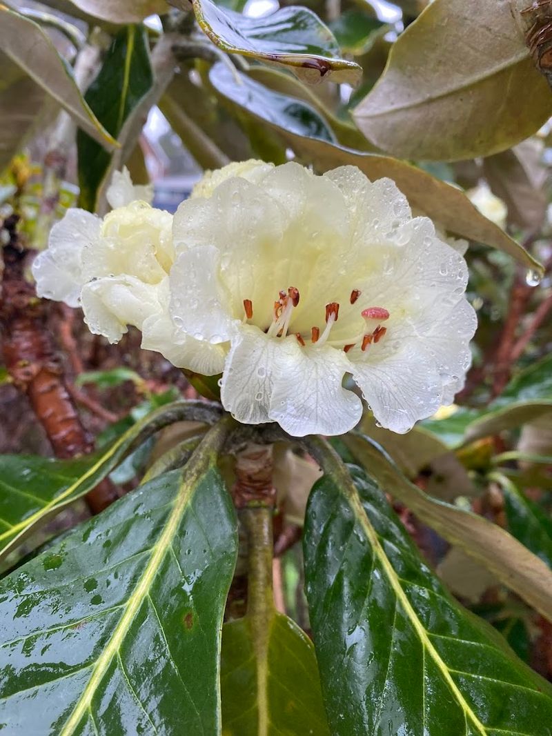 Rhododendrons Everywhere You Look