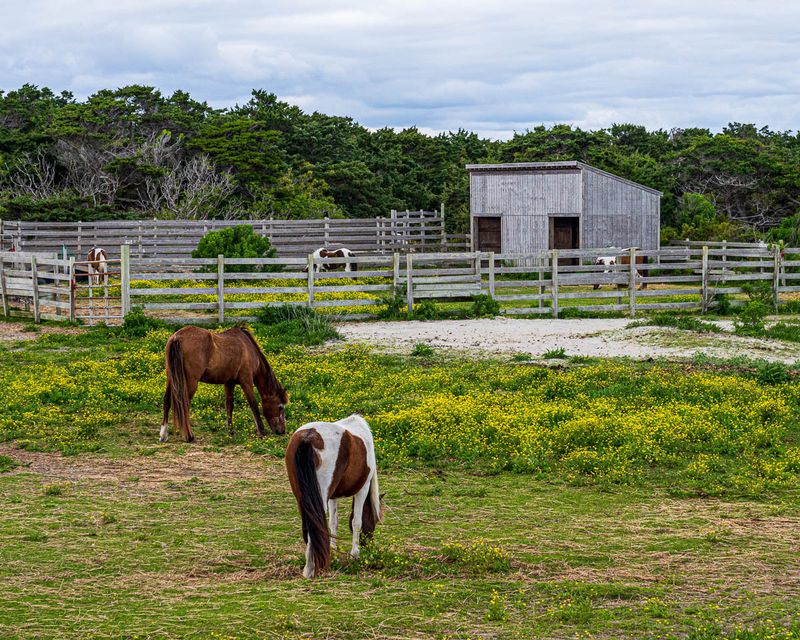 The Ponies Out By Their Pasture